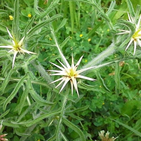 Centaurea calcitrapa Lorea