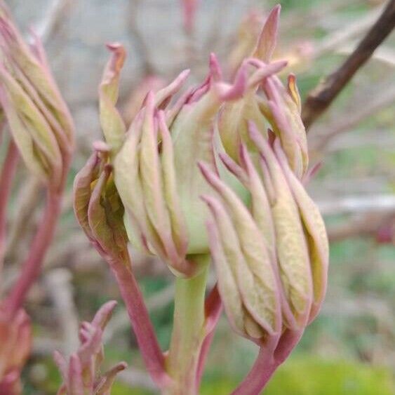 Paeonia × suffruticosa Flower