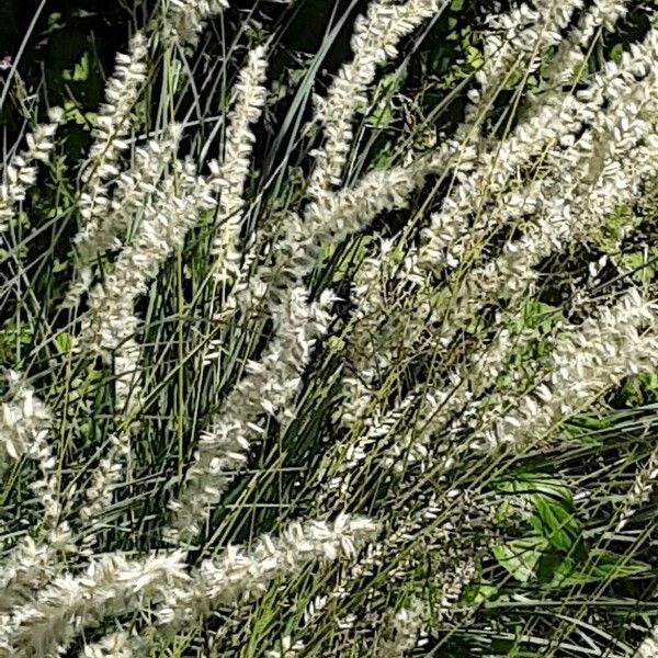 Melica ciliata Flower