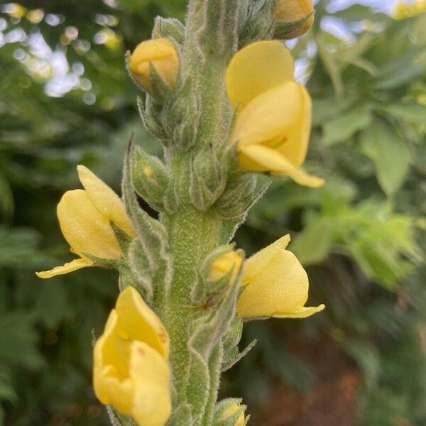 Verbascum densiflorum 花