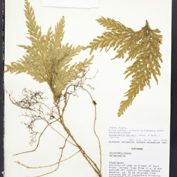 Selaginella parkeri Blad