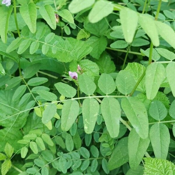 Vicia sylvatica Feuille