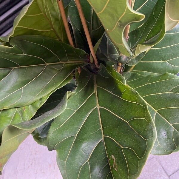 Ficus lyrata ഇല