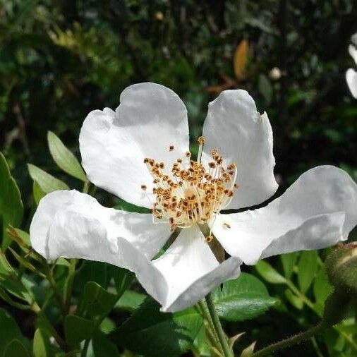 Rosa sempervirens Floare