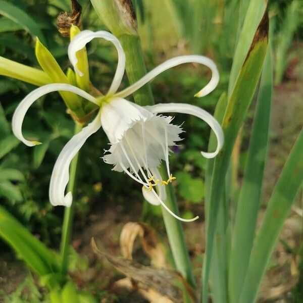Hymenocallis liriosme Flors