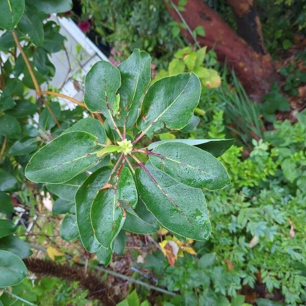 Arbutus menziesii 葉