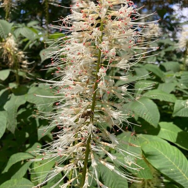 Aesculus parviflora Flower