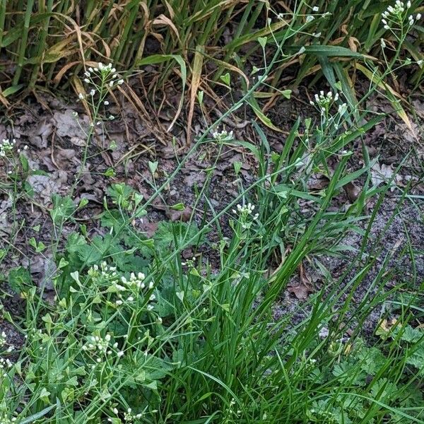 Capsella bursa-pastoris Habit