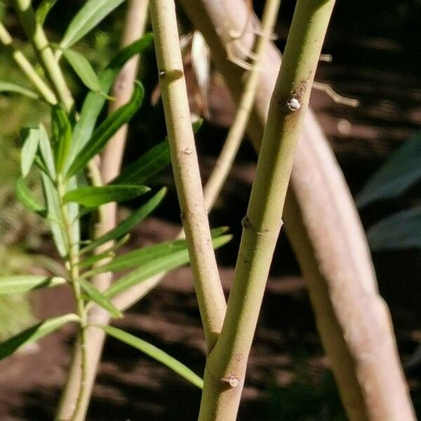 Gomphocarpus fruticosus Bark