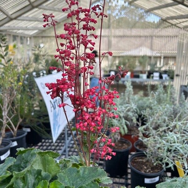 Heuchera sanguinea Flower