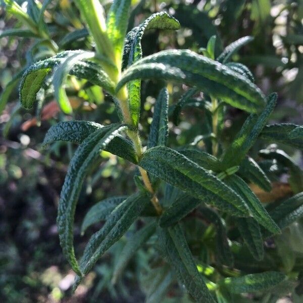 Cistus monspeliensis 葉