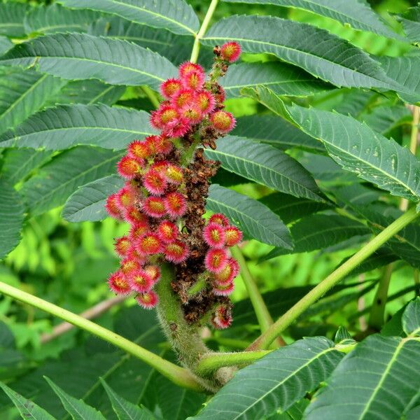 Chionanthus retusus 花