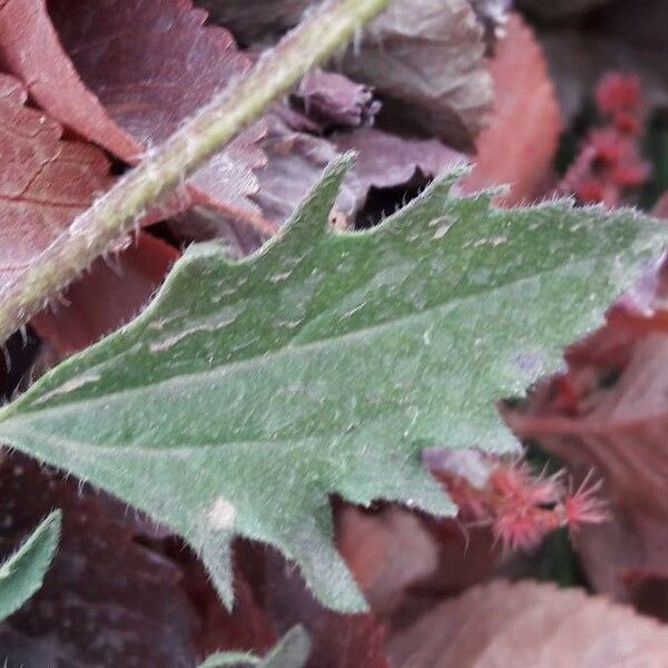 Tridax procumbens Leaf