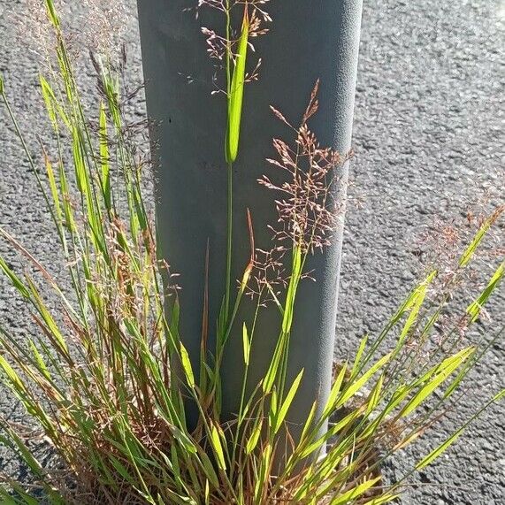 Agrostis capillaris 整株植物