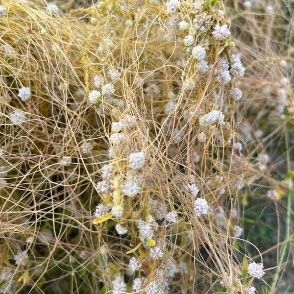 Cuscuta approximata 花