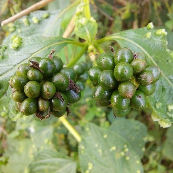 Lantana camara Frucht