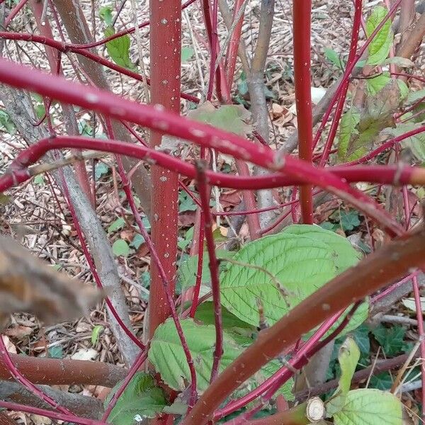 Cornus sericea Kéreg