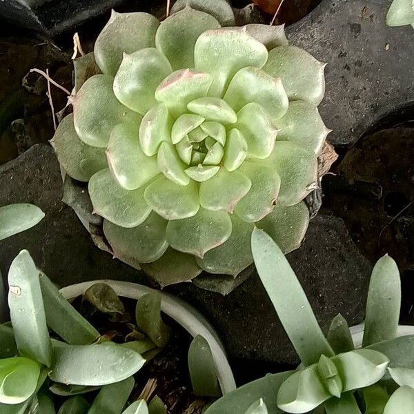 Echeveria derenbergii 葉