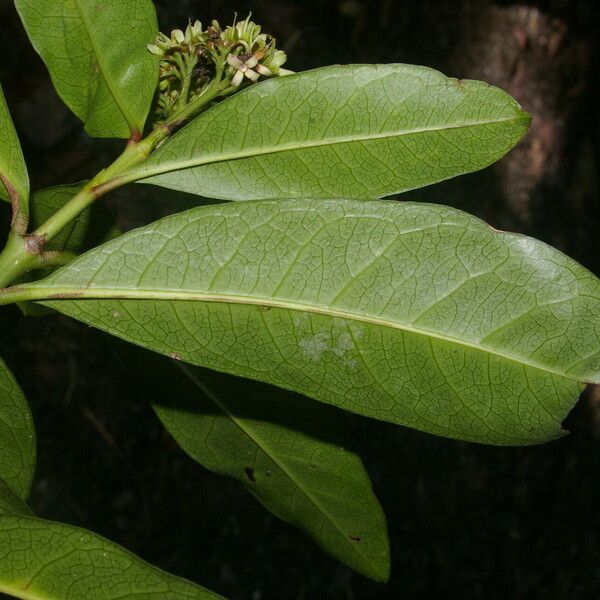 Ixora finlaysoniana Φύλλο