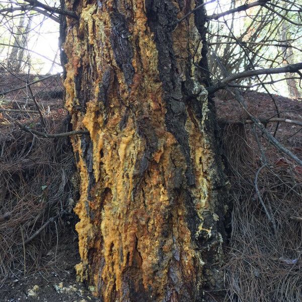 Pinus brutia Bark