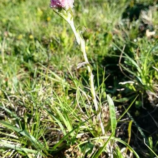 Antennaria dioica Habit