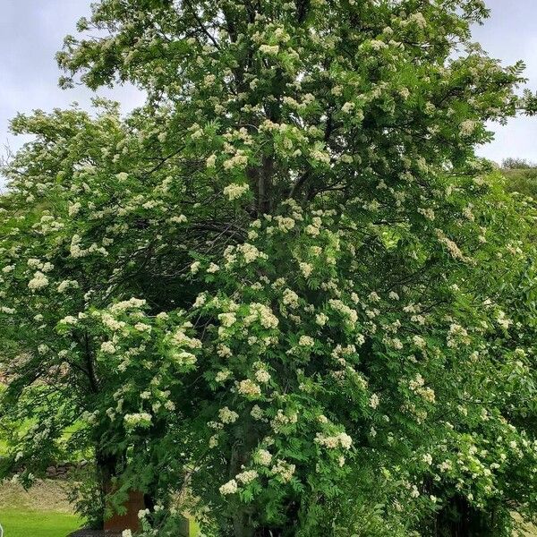 Sorbus aucuparia Flower