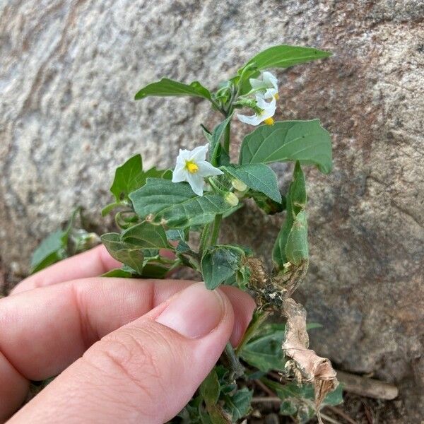 Solanum villosum Flower