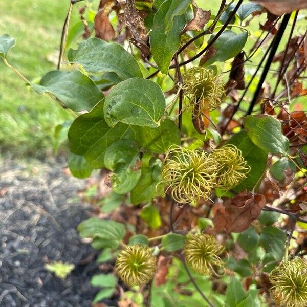 Clematis integrifolia Ліст