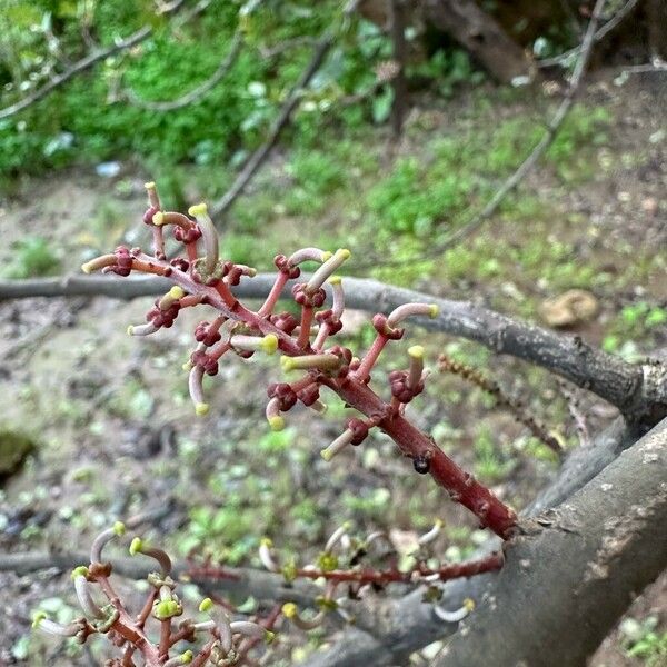 Ceratonia siliqua Blomst