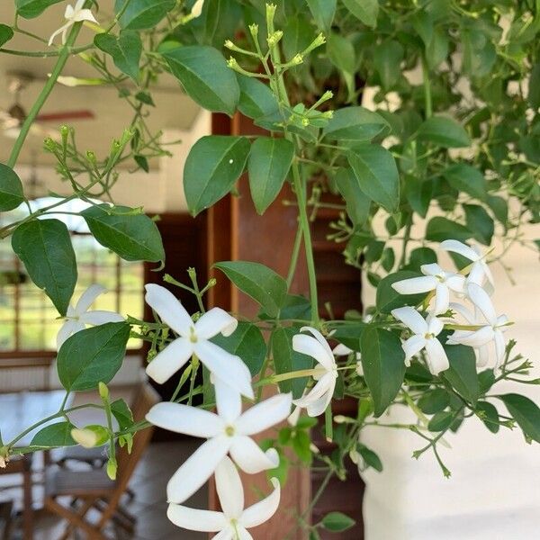 Jasminum grandiflorum 花