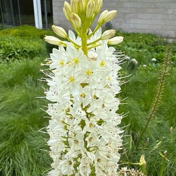 Eremurus robustus Flower