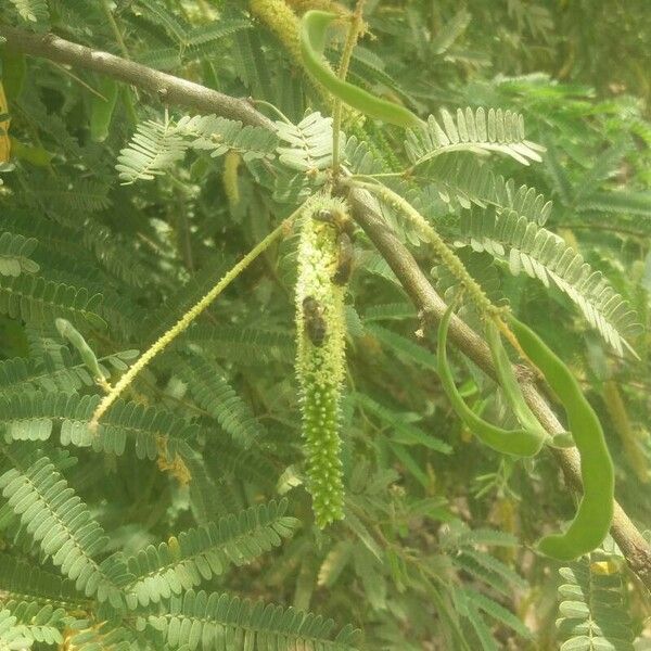 Acacia longifolia Blatt