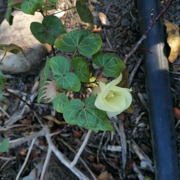 Gossypium barbadense Flower