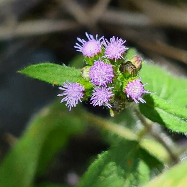 Ageratum conyzoides Flower