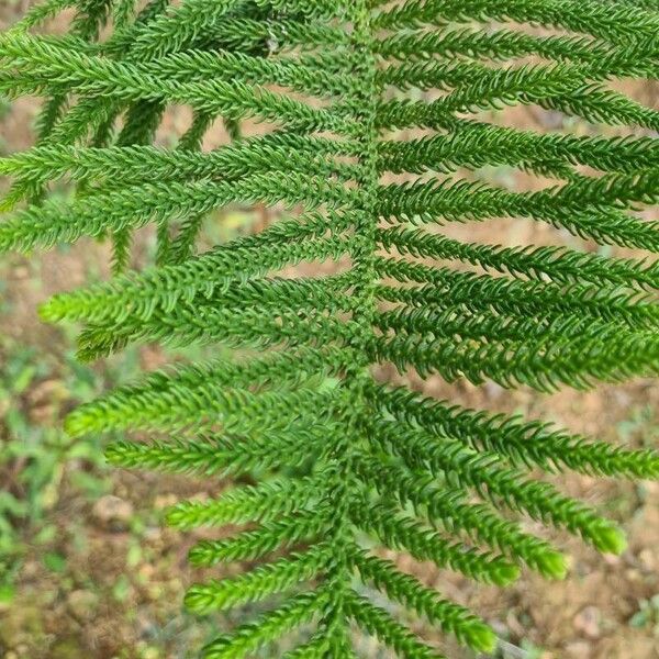 Araucaria heterophylla Foglia