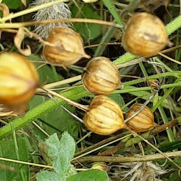 Linum usitatissimum Fruit