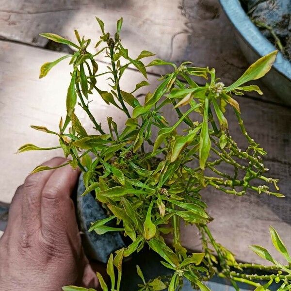 Alternanthera bettzickiana Leaf