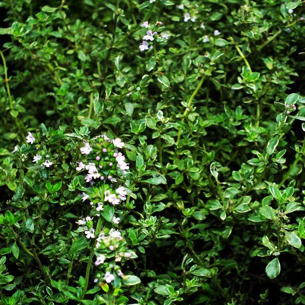 Thymus pulegioides Costuma