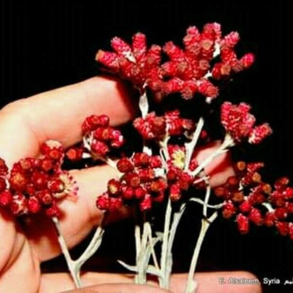 Helichrysum sanguineum Листок
