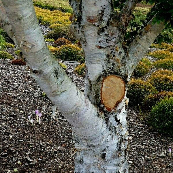 Betula ermanii Bark