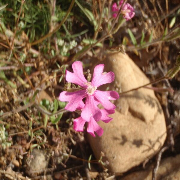 Silene scabriflora Квітка