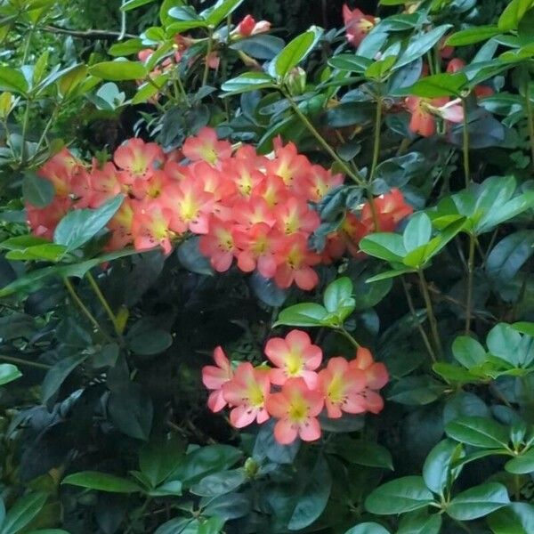 Rhododendron spp. Floro