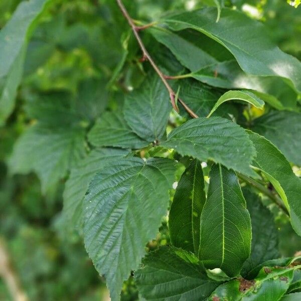 Crataegus crus-galli पत्ता