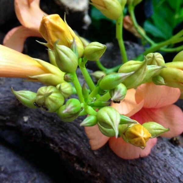 Campsis grandiflora Floare