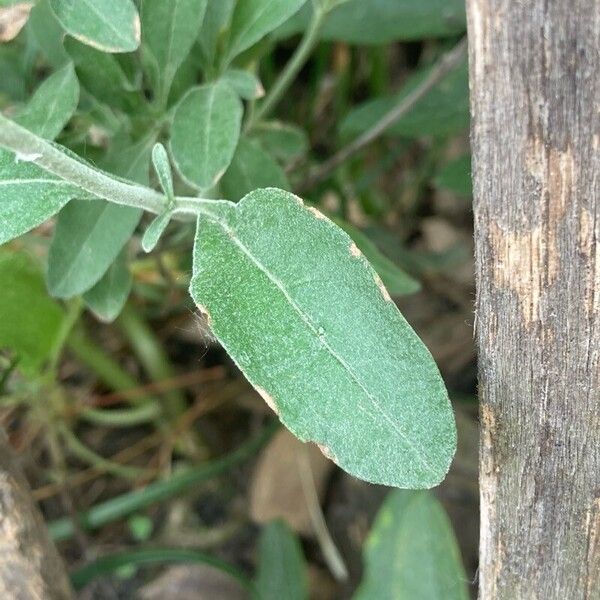 Veronica spicata Leht