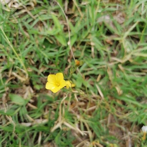 Linum maritimum 花