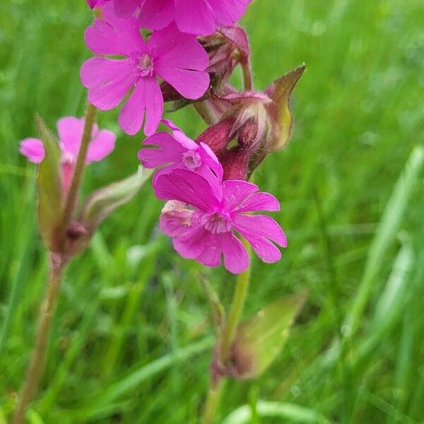 Silene pendula Fiore