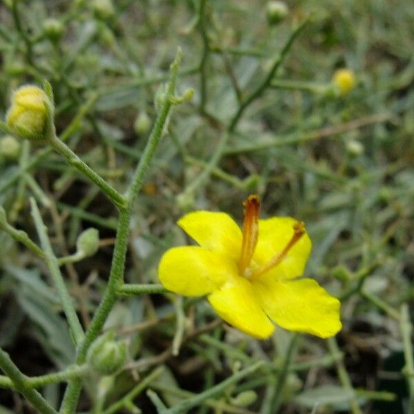 Verbascum spinosum Autre