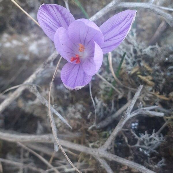 Crocus corsicus Flower