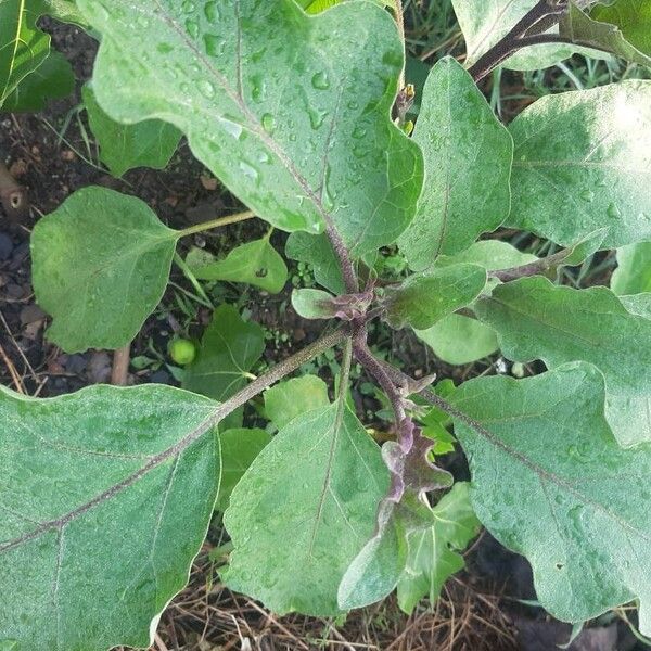 Solanum melongena Liść